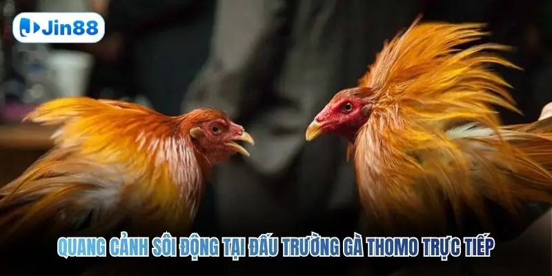 Quang cảnh sôi động tại đấu trường gà Thomo trực tiếp