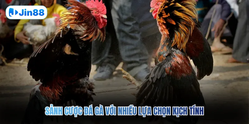 Sảnh cược đá gà với nhiều lựa chọn kịch tính